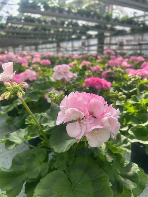 Ferske blomster og planter