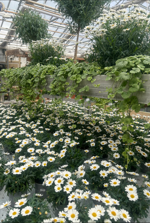 Fargerike blomsterarrangementer